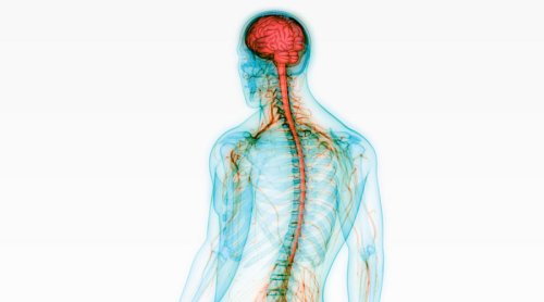 Les compressions des nerfs et la chiropraxie